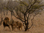 Kruger National Park - South Africa Scuba Safari